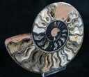 Black Ammonite (Half) - Rare Coloration #9647-1